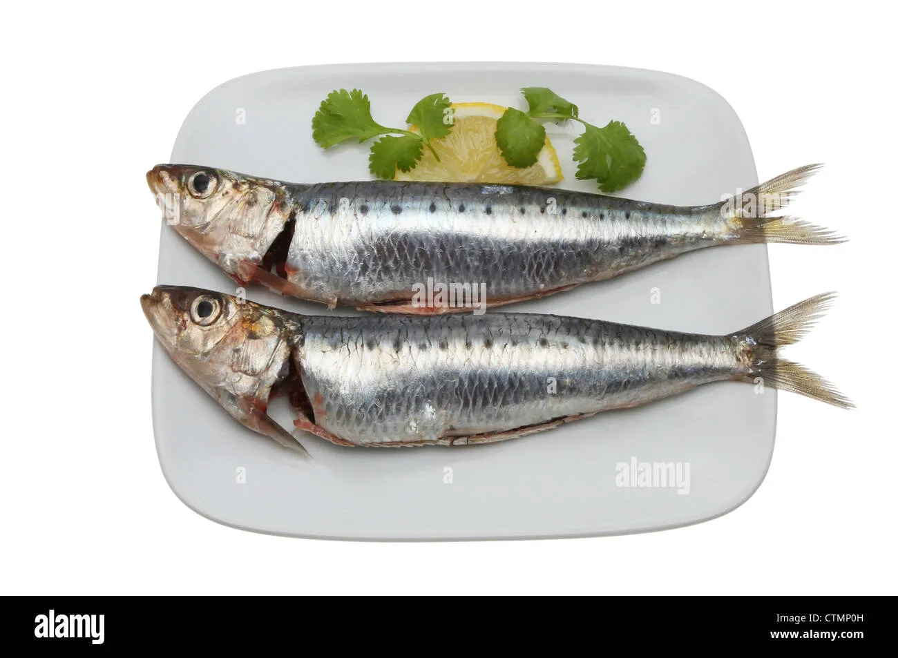 Sardine - Cleaned & Gutted — 500g pack